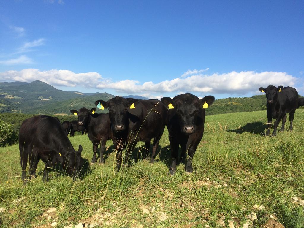 Villa Agriturismo Fontandrone à Pieve Santo Stefano Extérieur photo